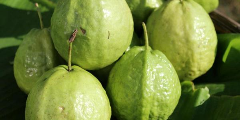 Quy trình và cách bón phân cho cây ổi