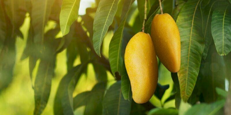 Vai trò về cách bón phân cho cây xoài