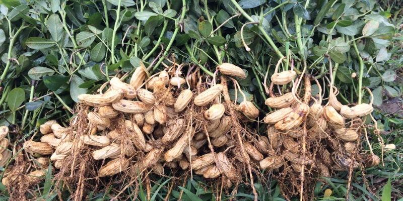 Hiểu về nhu cầu dinh dưỡng của cây lạc