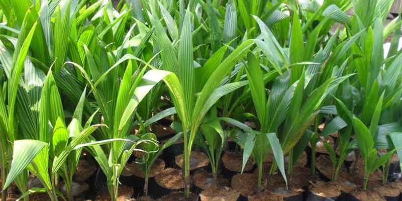 Tìm hiểu nhu cầu dinh dưỡng của cây dừa