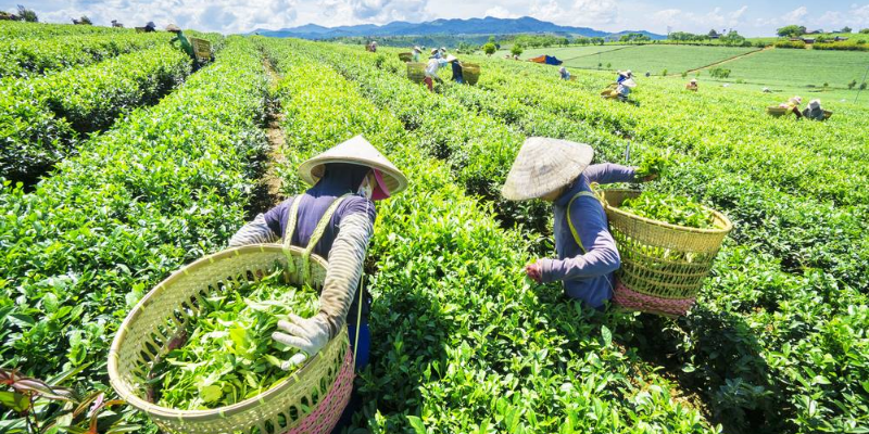Tầm quan trọng về cách bón phân cho cây chè đúng cách