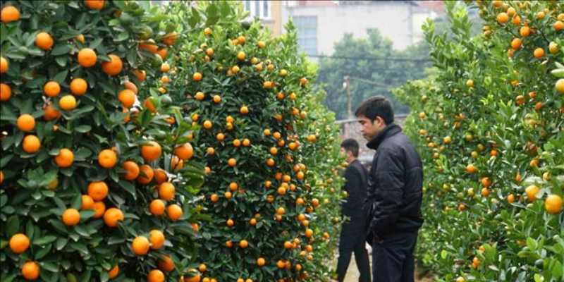 Tìm hiểu nhu cầu dinh dưỡng của cây quất