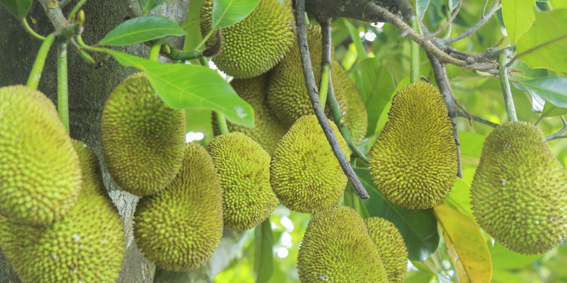 Tại sao cây mít cần phải bón phân hợp lý