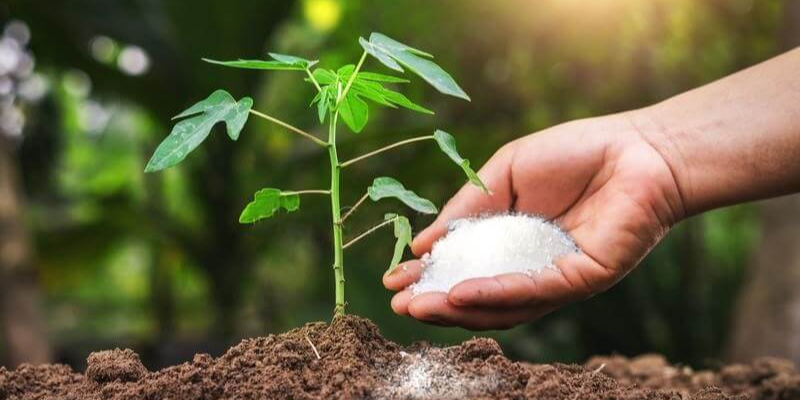 Các loại phân bón phổ biến dùng cho rau