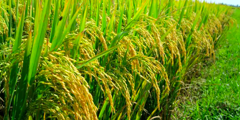 Vai trò của phân bón trong canh tác lúa