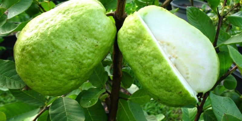 Tìm hiểu nhu cầu dinh dưỡng của cây ổi