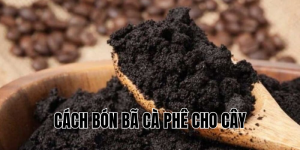 cách bón bã cà phê cho cây