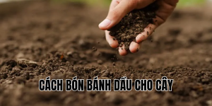 cách bón bánh dầu cho cây