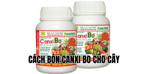 cách bón canxi bo cho cây