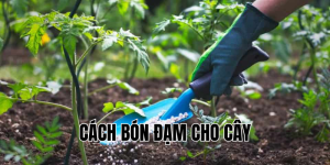 cách bón đạm cho cây