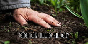 cách bón humic cho cây