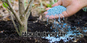 cách bón lân cho cây