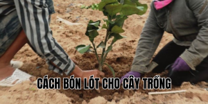 cách bón lót cho cây trồng