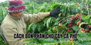 cách bón phân cho cây cà phê
