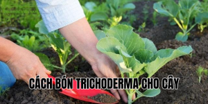cách bón trichoderma cho cây