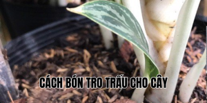 cách bón tro trấu cho cây