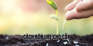 cách bón ure cho cây