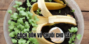 cách bón vỏ chuối cho cây