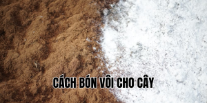 cách bón vôi cho cây