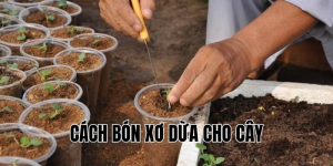cách bón xơ dừa cho cây