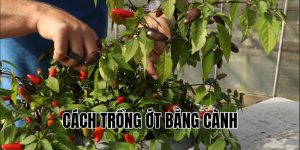 cách trồng ớt bằng cành