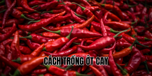 cách trồng ớt cay
