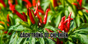 cách trồng ớt chỉ thiên