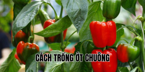 cách trồng ớt chuông