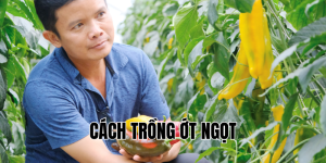 cách trồng ớt ngọt