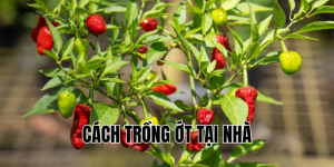 cách trồng ớt tại nhà