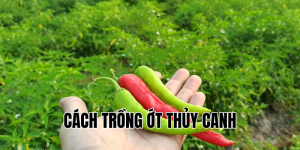 cách trồng ớt thủy canh