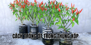 cách trồng ớt trong chai