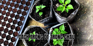 cách trồng ớt trong chậu