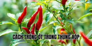 cách trồng ớt trong thùng xốp