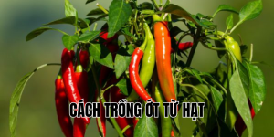 cách trồng ớt từ hạt