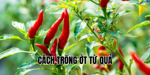 cách trồng ớt từ quả