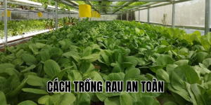 cách trồng rau an toàn