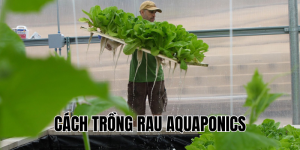 cách trồng rau aquaponics