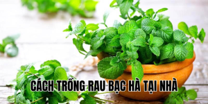 cách trồng rau bạc hà tại nhà