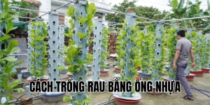 cách trồng rau bằng ống nhựa