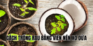 cách trồng rau bằng viên nén xơ dừa