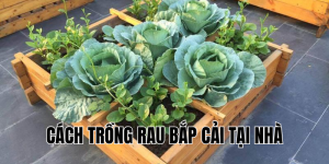 cách trồng rau bắp cải tại nhà