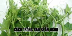 cách trồng rau bí ăn ngọn