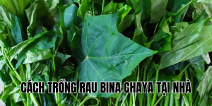 cách trồng rau bina chaya tại nhà