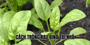 cách trồng rau bina tại nhà