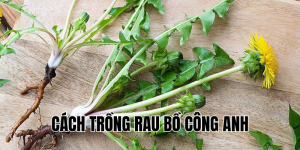 cách trồng rau bồ công anh