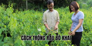 cách trồng rau bò khai