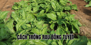 cách trồng rau bông tuyết