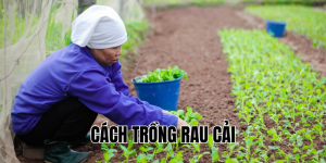 cách trồng rau cải