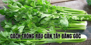 cách trồng rau cần tây bằng gốc